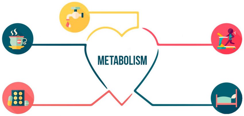 Metabolism and human health